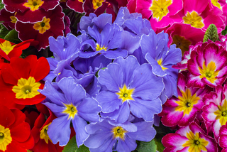 Pink, purple and red polyanthus flowering plants